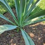 Beschorneria yuccoides 樹皮