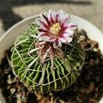 Stenocactus multicostatus Hoja