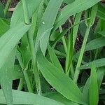 Digitaria sanguinalis Кора
