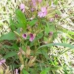 Saponaria officinalis Fula
