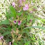 Saponaria officinalis Flower