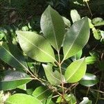 Aglaia elaeagnoidea Leaf