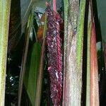 Heliconia mariae Sonstige