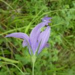 Campanula patula Flower