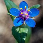Lysimachia foemina Fula