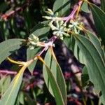 Eucalyptus luehmanniana Hoja