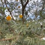 Vachellia farnesiana ഇല