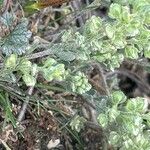 Alyssum alyssoides Mbuma