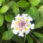 Phyla nodiflora Fleur