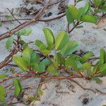 Ipomoea pes-caprae Leaf