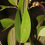 Bauhinia ungulata Hoja