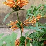 Leonotis leonurus ফুল