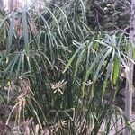 Cyperus alternifolius Листок