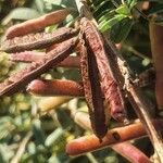 Indigofera arrecta Fruit