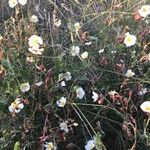 Helianthemum lippii Çiçek