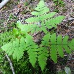 Gymnocarpium dryopteris Folha