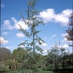 Elaeagnus rhamnoides Habitat