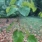 Betula chinensis Levél