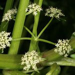 Helosciadium nodiflorum Flor