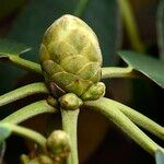 Rhododendron lacteum অন্যান্য