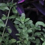 Salvia × jamensis Habit