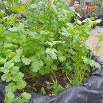 Coriandrum sativum Характер