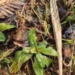 Valeriana locusta 叶