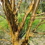 Acer griseum Rinde