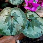 Cyclamen purpurascens Blad