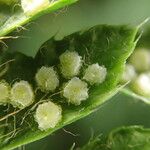 Polystichum sinense Fruto