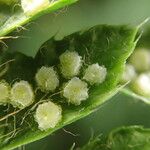 Polystichum sinense Fruit