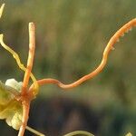 Cuscuta scandens Blomst
