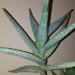 Aloe conifera برگ