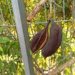 Brachychiton discolor Fruit