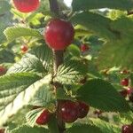 Prunus tomentosa Fruit