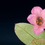 Rhododendron arenicola