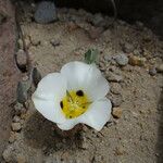 Calochortus leichtlinii Flower