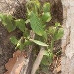 Psychotria viridis Foglia