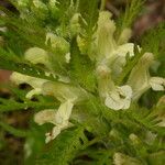 Pedicularis foliosa Kukka