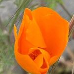 Eschscholzia californica 花