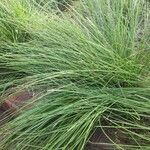 Lomandra longifolia Hoja