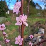 Prunus persica Rinde