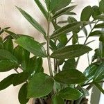 Zamioculcas zamiifolia Blatt