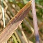 Bromus racemosus Blad