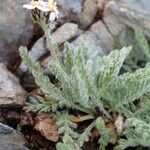 Achillea nana Hábitos