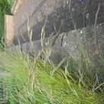 Festuca rubra Blad