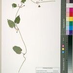 Ceropegia vanderystii Other
