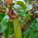 Nepenthes truncata Leaf