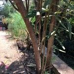 Nerium oleander Corteccia
