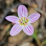 Claytonia caroliniana Blüte